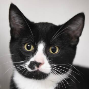 Kahe -  Domestic Short Hair Cat for Adoption in Redwood City, California - Kahe | PetCurious