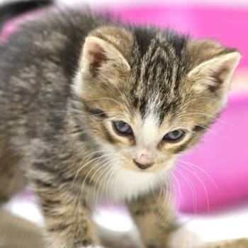 Freddie (Blue Collar) -  Domestic Short Hair Cat for Adoption in Chilliwack, British Columbia - Freddie (Blue Collar) | PetCurious