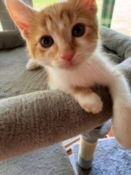 Ernie -  Domestic Short Hair Cat Available for Adoption in Johnson City, Tennessee - Ernie | PetCurious