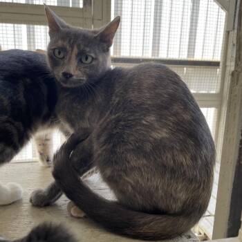 Charcoal -  Domestic Short Hair Cat for Adoption in Laredo, Texas - Charcoal | PetCurious