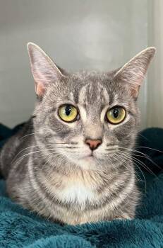 Ethel -  Domestic Short Hair Cat for Adoption in Genoa, Illinois - Ethel | PetCurious