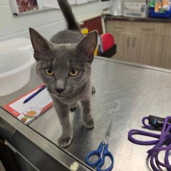 Dumpling -  Domestic Short Hair Cat for Adoption in Chattanooga, Tennessee - Dumpling | PetCurious