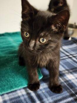 Rescue Domestic Short Hair Cats for Adoption in Hilton Head Island, South Carolina - Apple | PetCurious