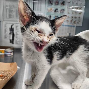 Meowsir -  Domestic Short Hair Cat for Adoption in Greensboro, North Carolina - Meowsir | PetCurious