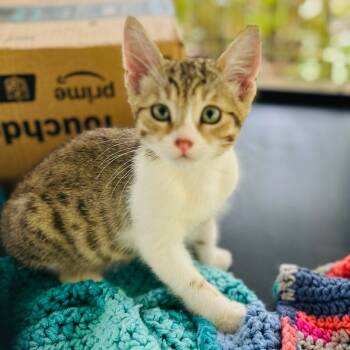 Rescue Domestic Medium Hair Cats for Adoption in Pahoa, Hawaii - Snickers | PetCurious