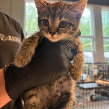 Cynthia -  Domestic Short Hair Cat for Adoption in Huntington, West Virginia - Cynthia | PetCurious