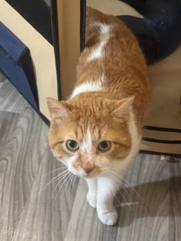 Domestic Short Hair Cats Available for Adoption in Hamilton Township, New Jersey - FLUFFERNUTTER | PetCurious
