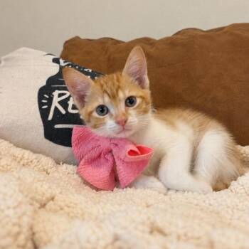 ky -  Tabby and Domestic Short Hair Cat for Adoption in Friendswood, Texas - Ky | PetCurious