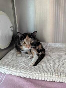 Domestic Short Hair Cats Available for Adoption in Brunswick, Georgia - IZZY | PetCurious