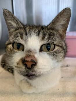 Domestic Short Hair Cats Available for Adoption - AGGIE | PetCurious