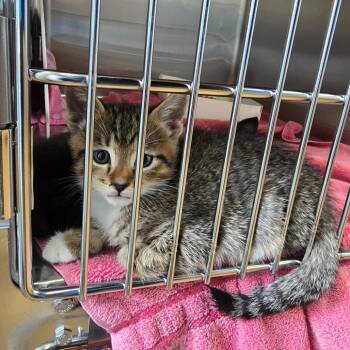 Thunder -  Domestic Short Hair Cat Available for Adoption - Thunder | PetCurious