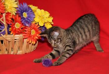 Katana (Photos July 14th 2026) -  Tabby and Domestic Short Hair Cat for Adoption in Marietta, Ohio - Katana (Photos July 14th 2026) | PetCurious
