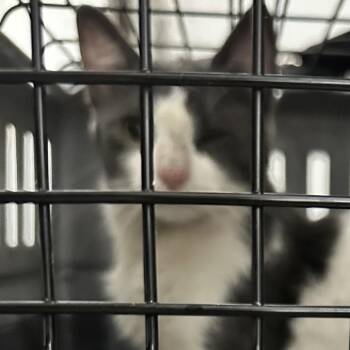 Blanche -  Domestic Short Hair Cat for Adoption in New York, New York - Blanche | PetCurious