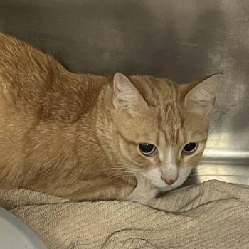 1469-C26 -  Domestic Short Hair Cat for Adoption in Port Charlotte, Florida - 1469-C26 | PetCurious