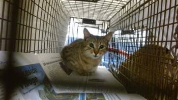 HEIDI -  Domestic Short Hair Cat for Adoption in Doral, Florida - HEIDI | PetCurious