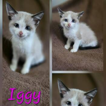 Iggy -  Domestic Short Hair and Ragdoll Cat for Adoption - Iggy | PetCurious