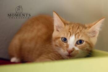 Torchic -  Domestic Short Hair Cat Available for Adoption - Torchic | PetCurious