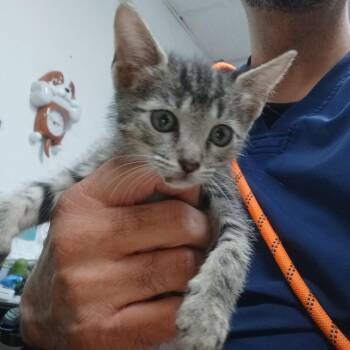 Estrella -  Domestic Short Hair Cat for Adoption in Guaynabo, Guaynabo - Estrella | PetCurious