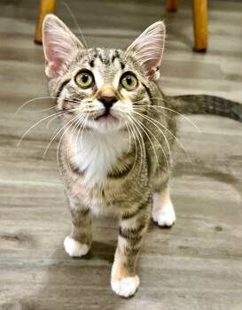 Domestic Short Hair Cats Available for Adoption - Maiyah | PetCurious