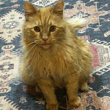 Domestic Medium Hair Cats Available for Adoption in Fairport, New York - Mufasa | PetCurious