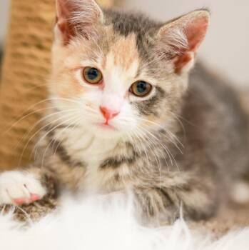 Lacey -  Domestic Short Hair Cat for Adoption in Topeka, Kansas - Lacey | PetCurious