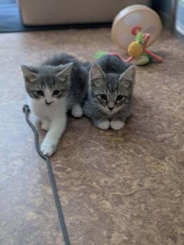 Mork -  Domestic Short Hair Cat for Adoption in Vancouver, Washington - Mork | PetCurious