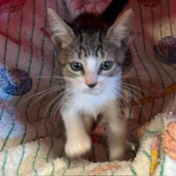 Rescue Tabby Cats for Adoption - Porsche | PetCurious