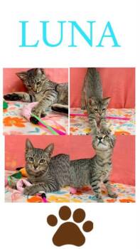 Luna -  Domestic Short Hair Cat for Adoption in Hobart, Indiana - Luna | PetCurious
