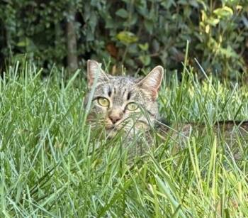 Rescue Abyssinian and Tabby Cats for Adoption in North Highlands, California - (CP) Shelly | PetCurious