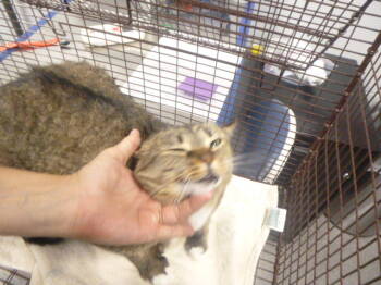 Rescue Domestic Short Hair Cats for Adoption in Kalamazoo, Michigan - LEIA | PetCurious