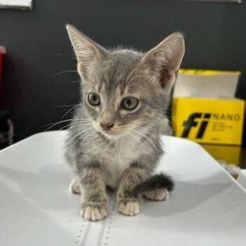 Jackfruit -  American Shorthair Cat for Adoption in Livingston, Texas - Jackfruit | PetCurious