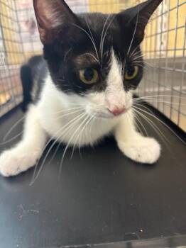RAZZLE -  Domestic Short Hair Cat for Adoption in Fort Myers, Florida - RAZZLE | PetCurious
