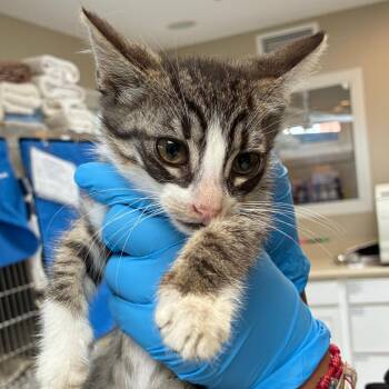 Oreo -  Domestic Short Hair Cat for Adoption in Ojai, California - Oreo | PetCurious