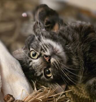 Gracie -  Domestic Medium Hair Cat for Adoption in Tallahassee, Florida - Gracie | PetCurious