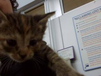 SPICE -  Domestic Long Hair Cat for Adoption in Dallas, Texas - SPICE | PetCurious