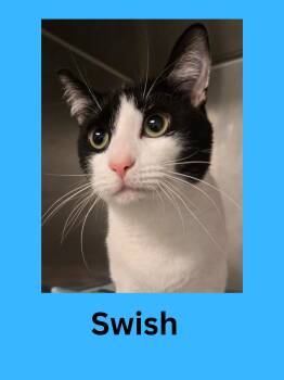 Rescue Domestic Short Hair Cats for Adoption in Ravenna, Ohio - Swish | PetCurious