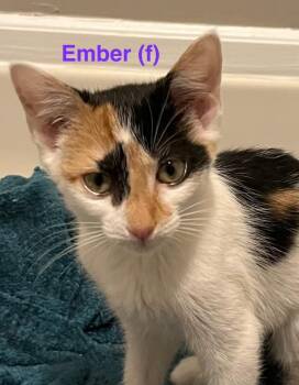 Ember Kitten -  Domestic Short Hair Cat for Adoption in New Bern, North Carolina - Ember Kitten | PetCurious