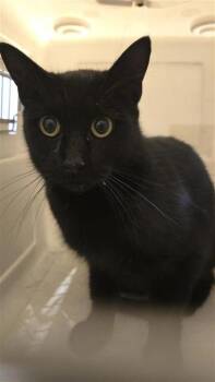 Rescue Domestic Short Hair Cats for Adoption in Montreal, Quebec - Leah | PetCurious