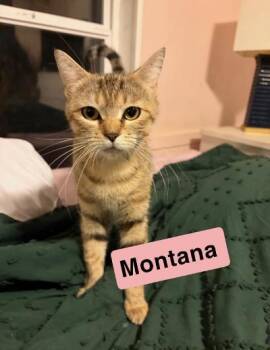 Montana -  Domestic Short Hair Cat for Adoption in Mokena, Illinois - Montana | PetCurious