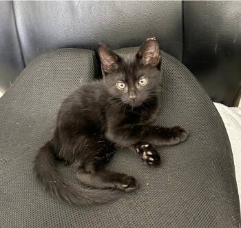 Domestic Short Hair Cats Available for Adoption in Ruskin, Florida - Moro | PetCurious