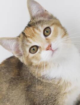 Rescue Calico and Torbie Cats for Adoption in Bedford Hills, New York - Annie Our Love!  Rainbow, Sweet And So Funny!  OLD ENOUGH TO GO  | PetCurious