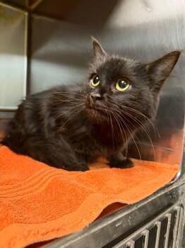 Domestic Long Hair Cats Available for Adoption in Sherwood, Arkansas - Mystique | PetCurious