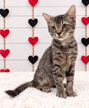 Loki -  Domestic Short Hair Cat for Adoption in Corpus Christi, Texas - Loki | PetCurious
