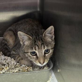 Analette -  Domestic Short Hair Cat for Adoption in Kanab, Utah - Analette | PetCurious