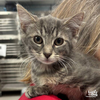 Rescue Domestic Short Hair Cats for Adoption in Washington, District Of Columbia - Diet Coke | PetCurious