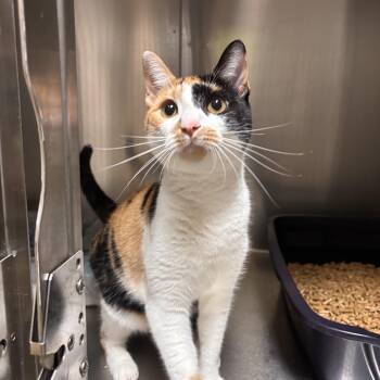 Patty Cake -  Calico Cat for Adoption in Collierville, Tennessee - Patty Cake | PetCurious