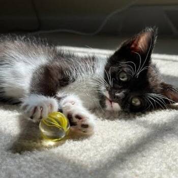 Bagel -  Domestic Short Hair Cat for Adoption in Charlottesville, Virginia - Bagel | PetCurious