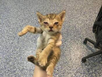 Domestic Short Hair Cats Available for Adoption in Thousand Palms, California - A1912467 | PetCurious