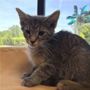 Felix -  American Shorthair Cat for Adoption in Fort Wayne, Indiana - Felix | PetCurious