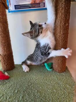 Frog -  Domestic Short Hair Cat for Adoption in Scottsbluff, Nebraska - Frog | PetCurious
